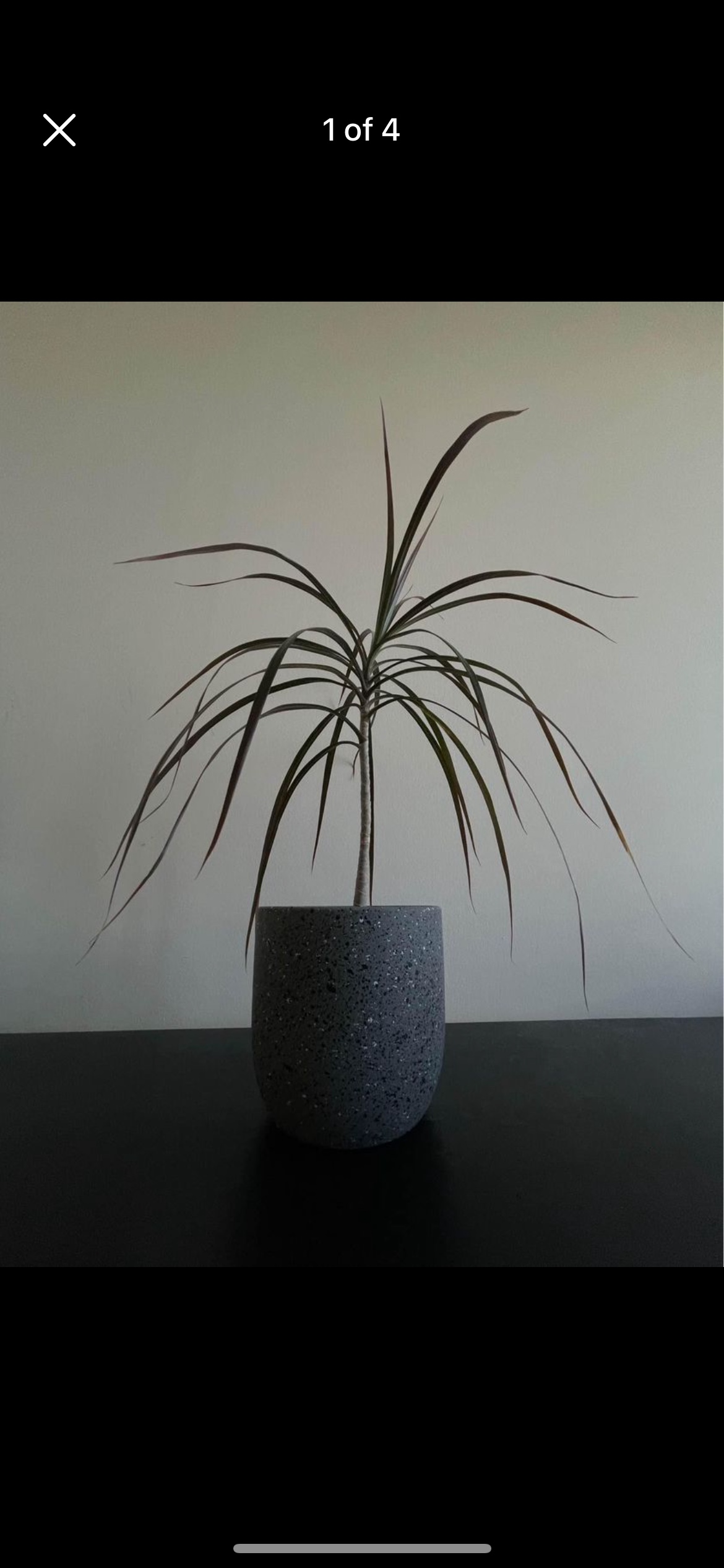 Plant & pot