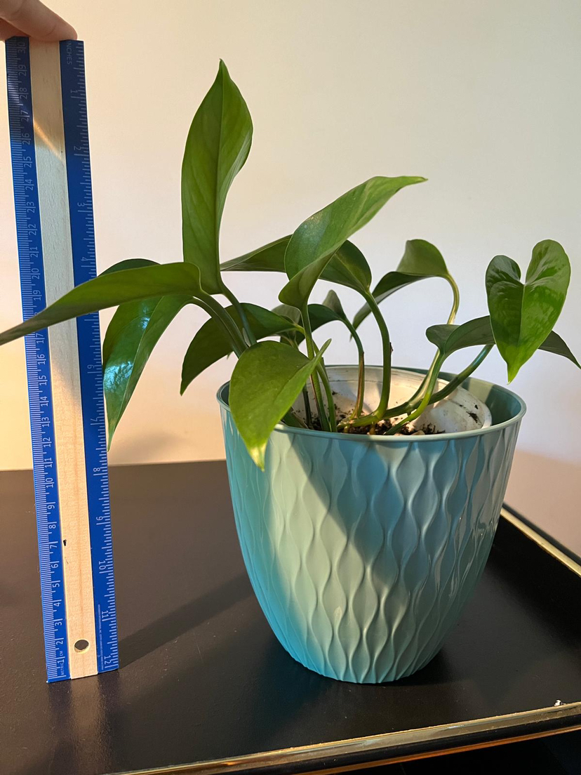 Green and marble pathos (money plant) image indicator(4)