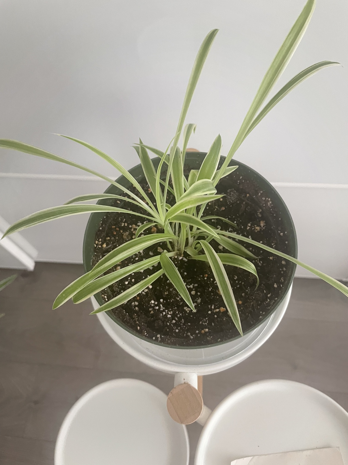 Spider plant - photo 2