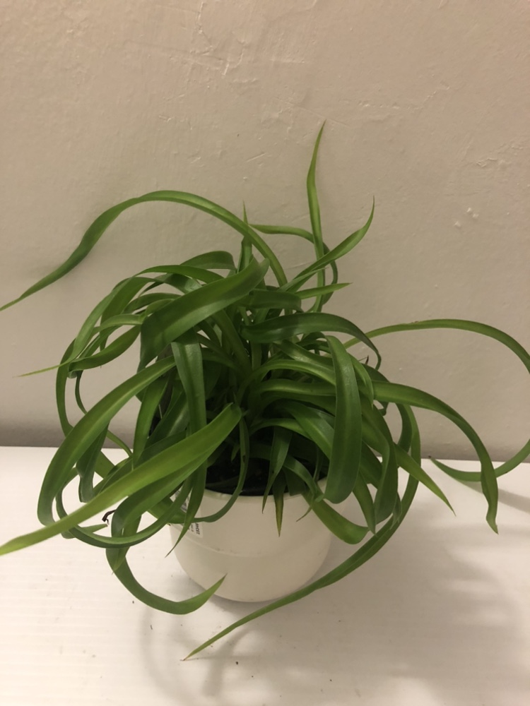 Curly spider plant with cover pot $8 thumbnail