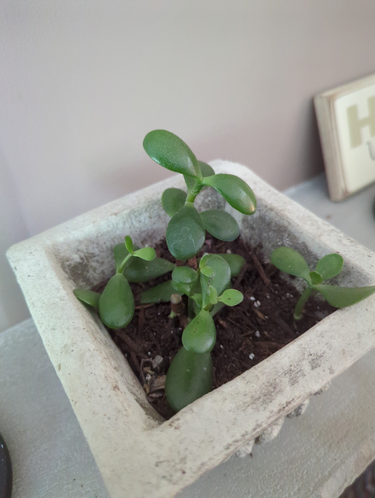 Jade Tree #5 🧡 image indicator(2)