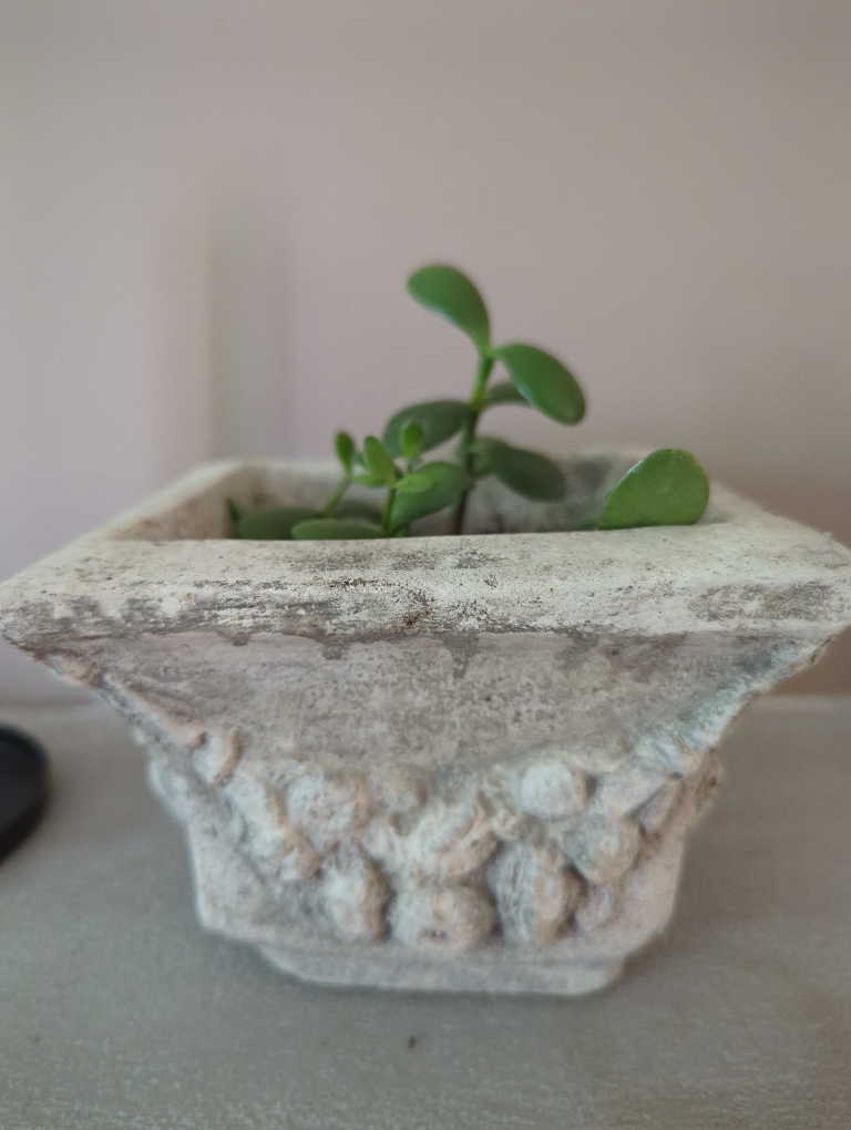 Jade Tree #5 🧡 image indicator(3)