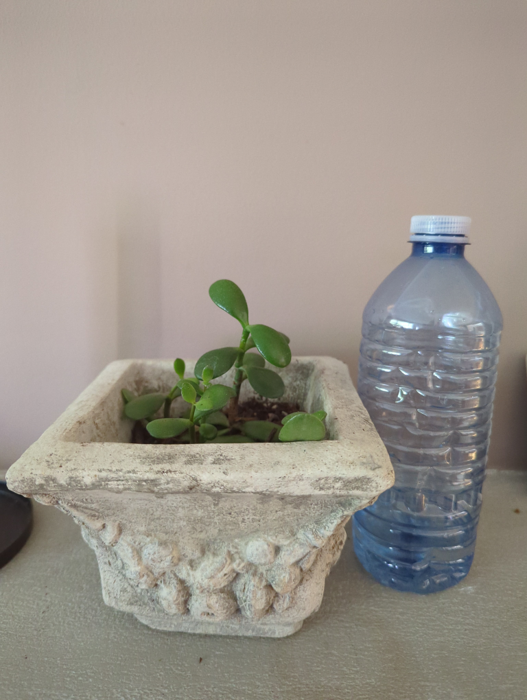 Jade Tree #5 🧡 image indicator(4)