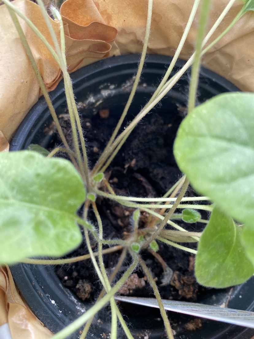 4 small plants - photo 2