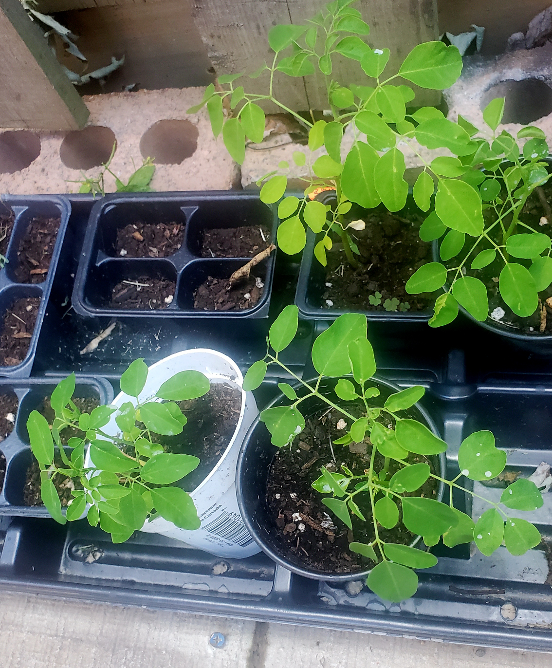 Bayleaf plant Moringa plant image indicator(2)