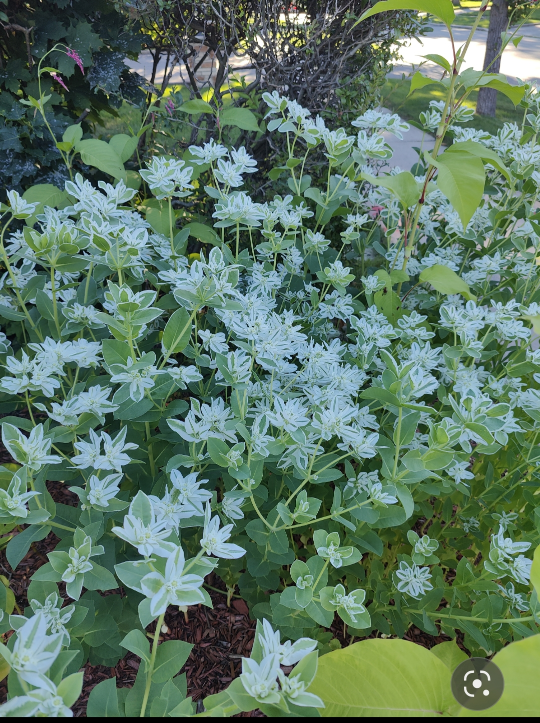 Snow-on-the-Mountain Flowering Plants thumbnail