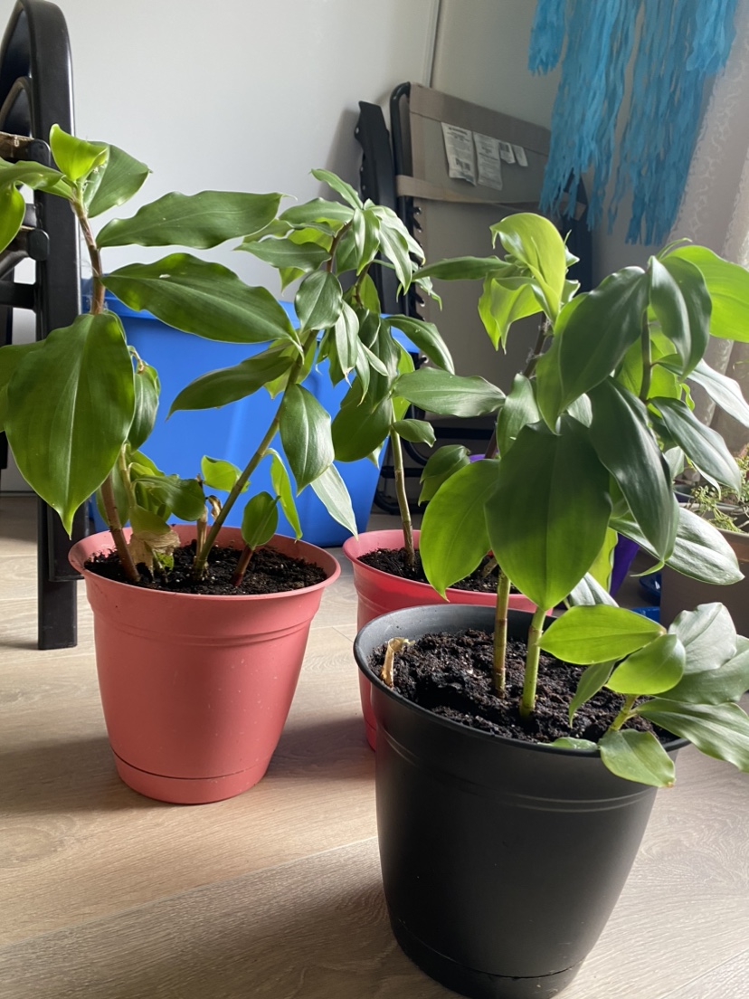 Insulin plant