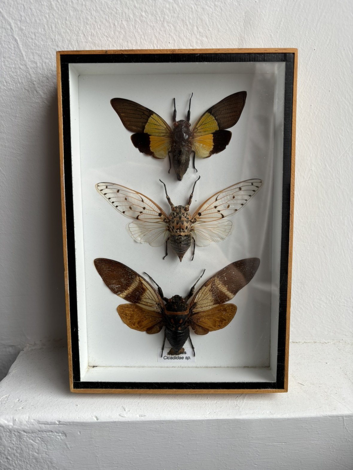 Framed Butterflies