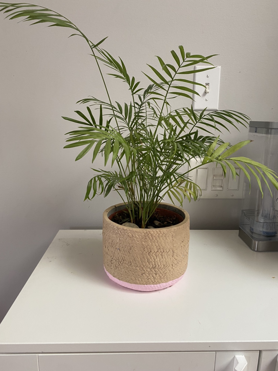 Plants thumbnail
