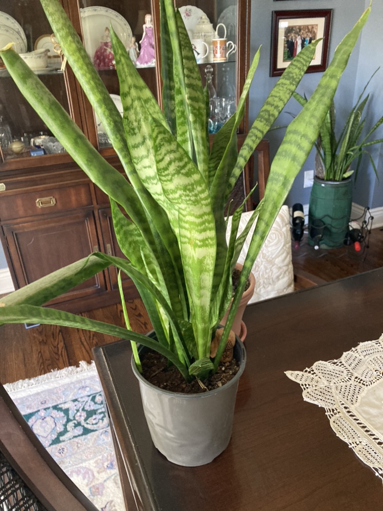 Snake plants - photo 2