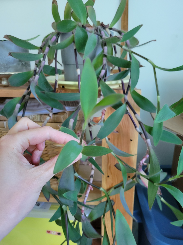 Purple heart plant cuttings 🧡 open to trade image indicator(2)