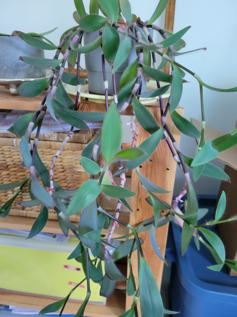 Purple heart plant cuttings 🧡 open to trade image indicator(3)