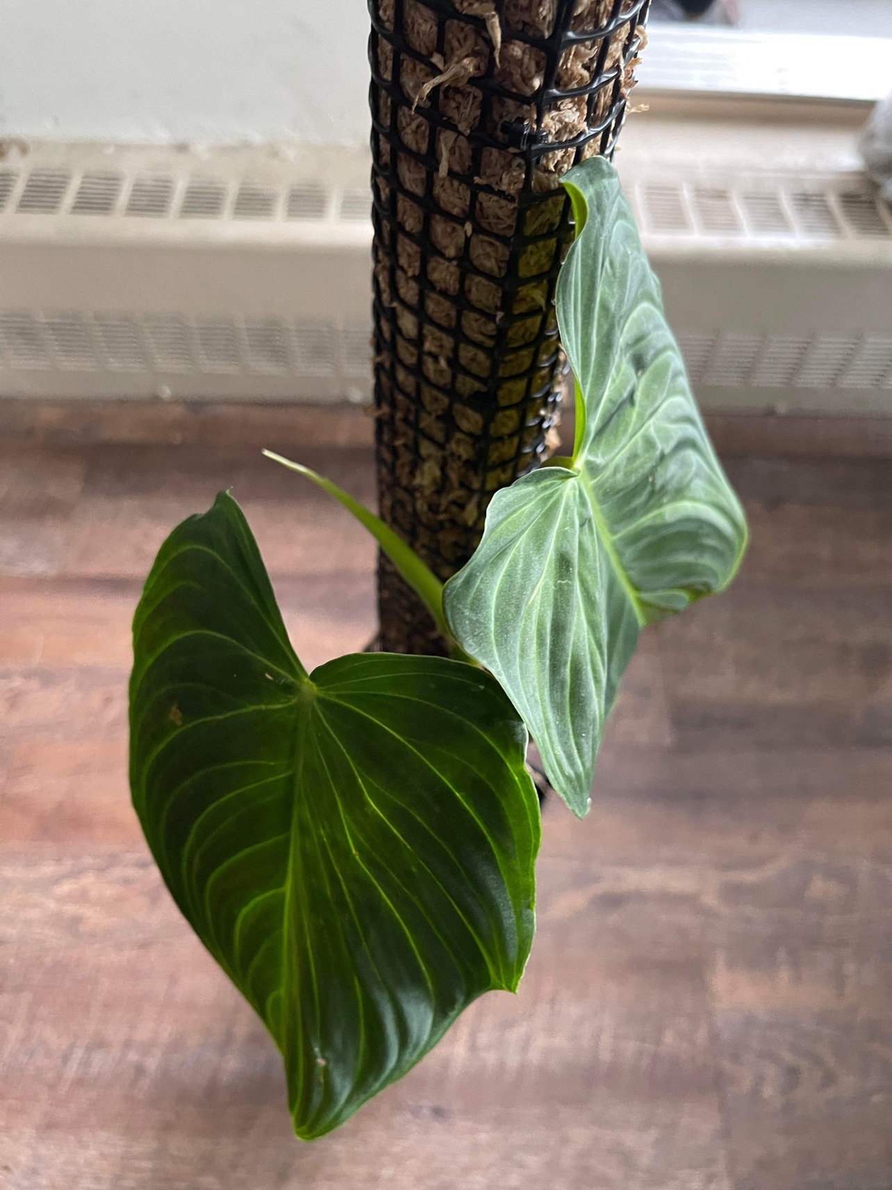 Philodendron Splendid on a moss pole image indicator(2)