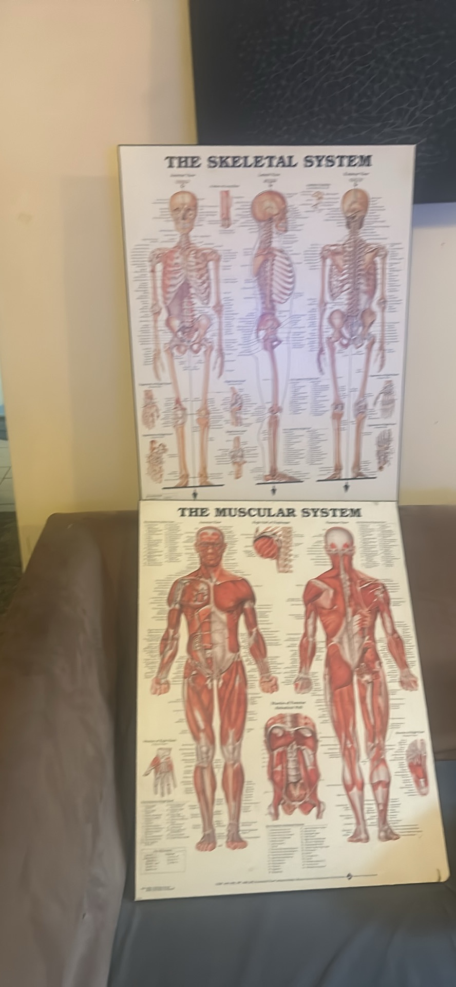 2 anatomy pictures
