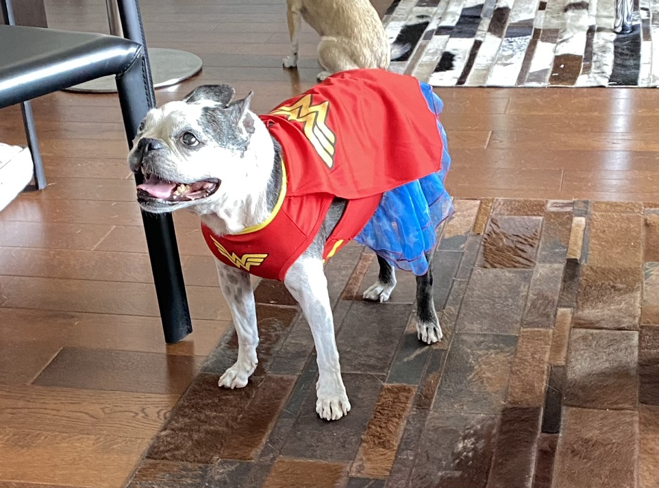 Free WonderWoman Costume to a Boston Terrier - photo 2
