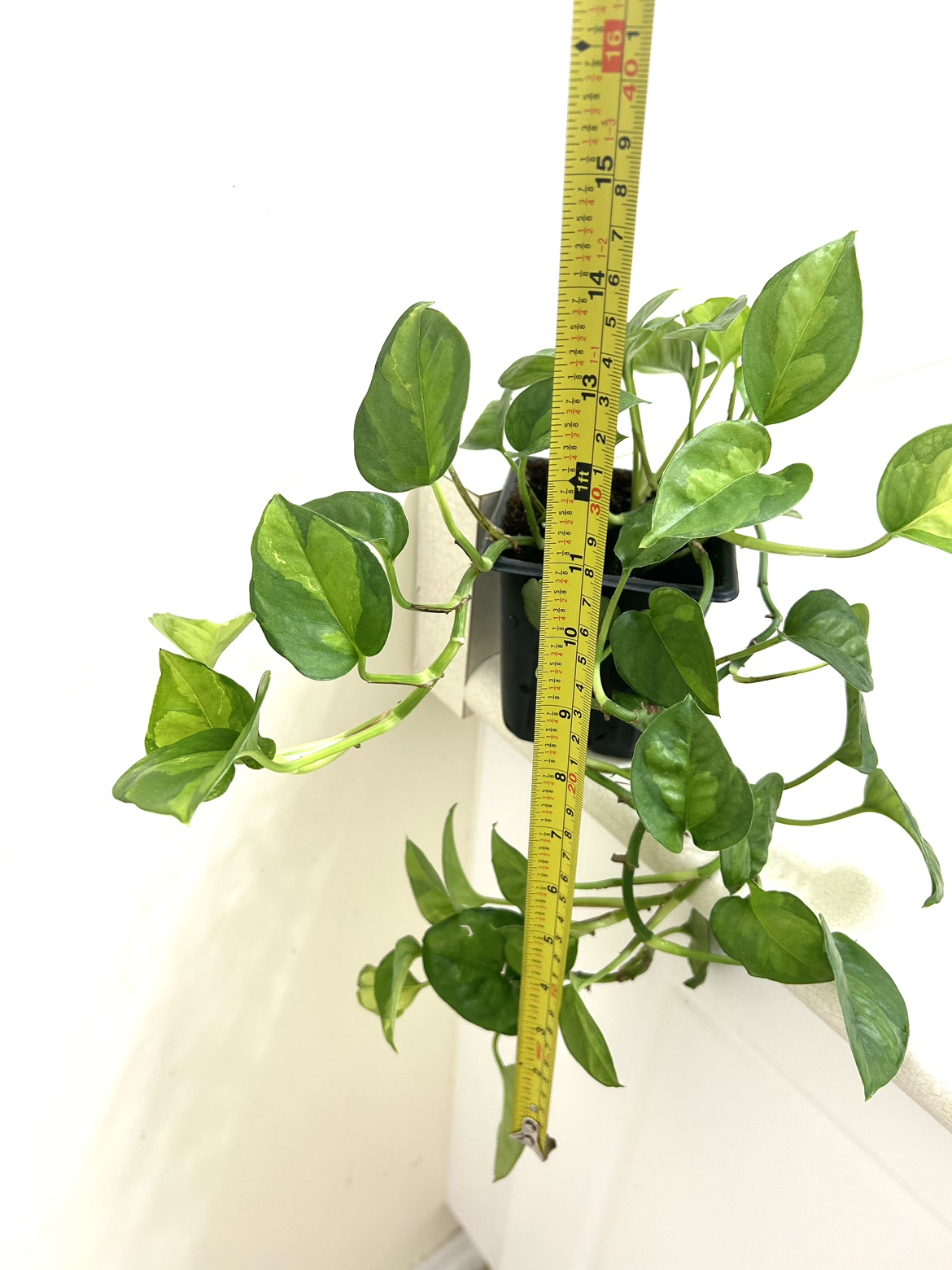 Rare Global Green Pothos - photo 4