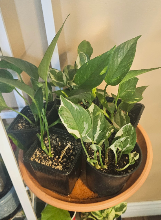 pothos plant image indicator(2)