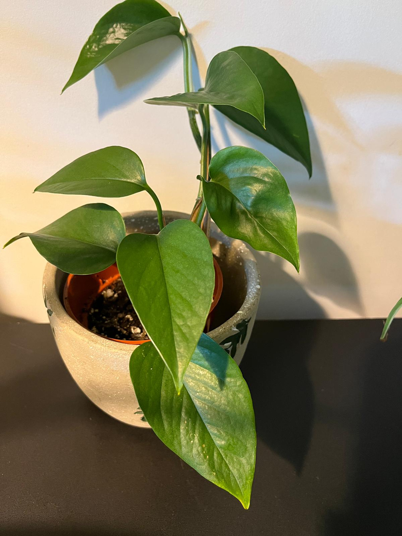 Green and marble pathos (money plant) image indicator(2)