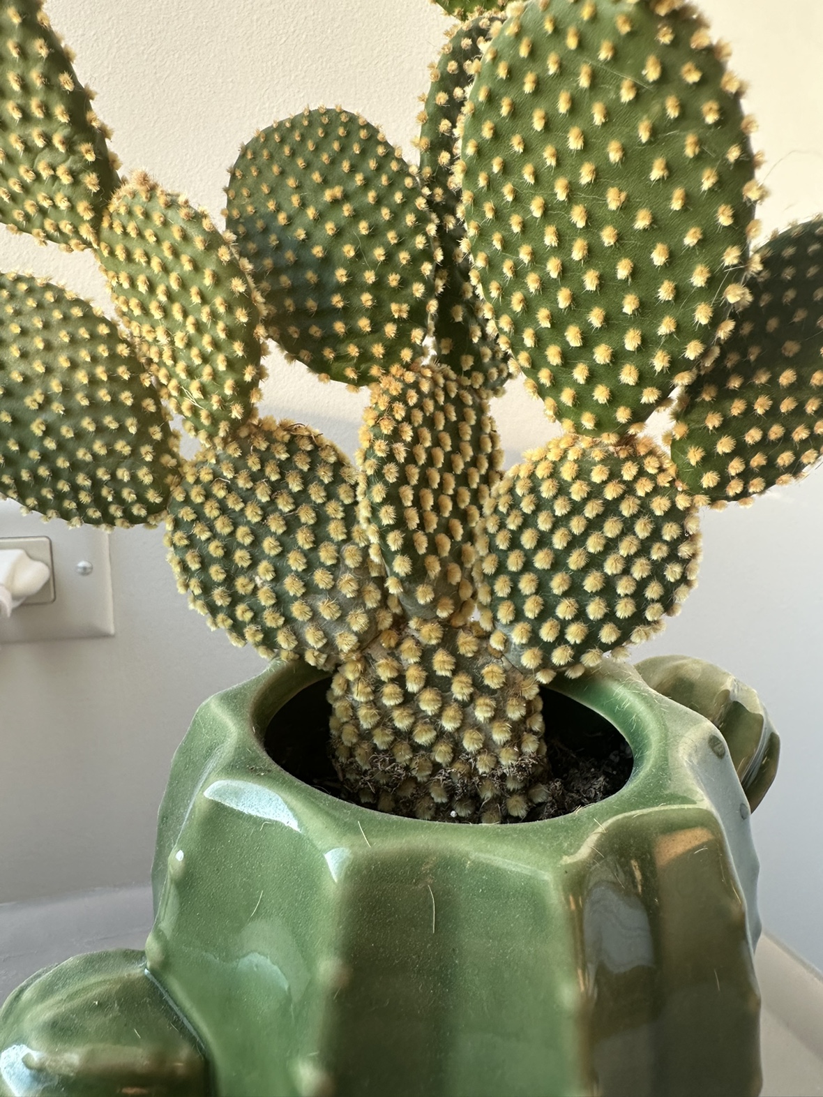 Cactus Plant in a Cactus Pot - photo 3