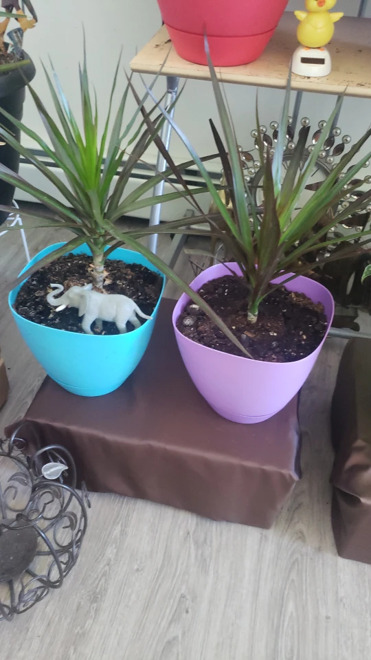plants - photo 4