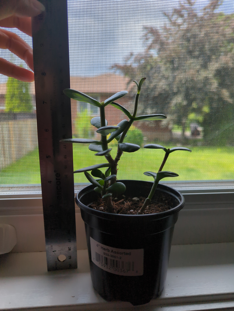 Jade Trees #4 image indicator(4)