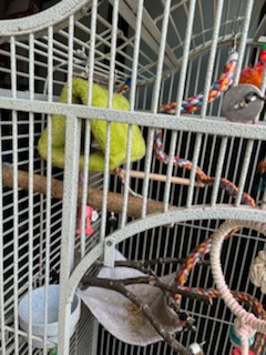 big beautiful mansion cage image indicator(6)