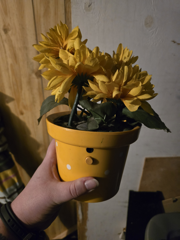 singing dancing plant