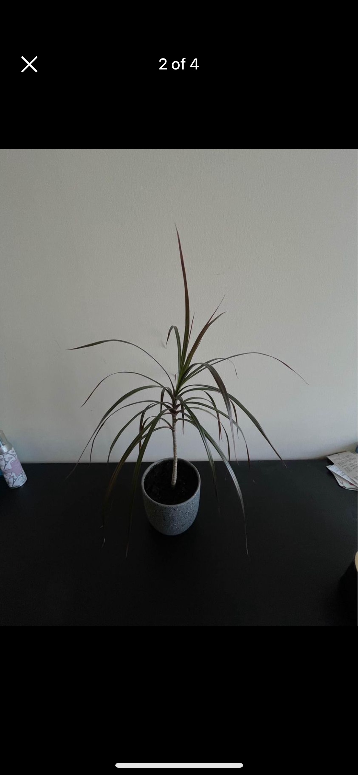 Plant & pot - photo 2