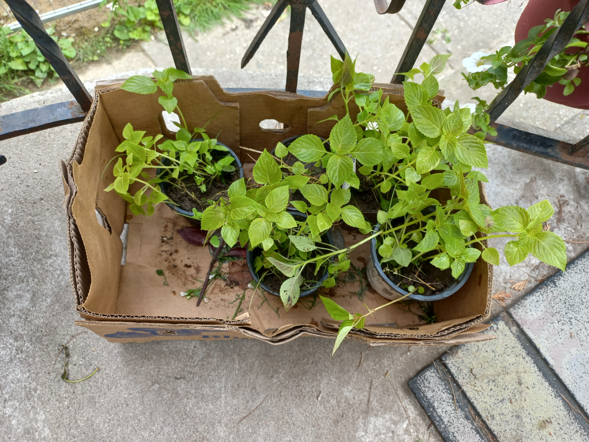 4 Perilla Plants