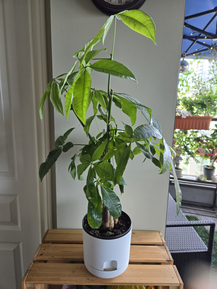 money plants thumbnail