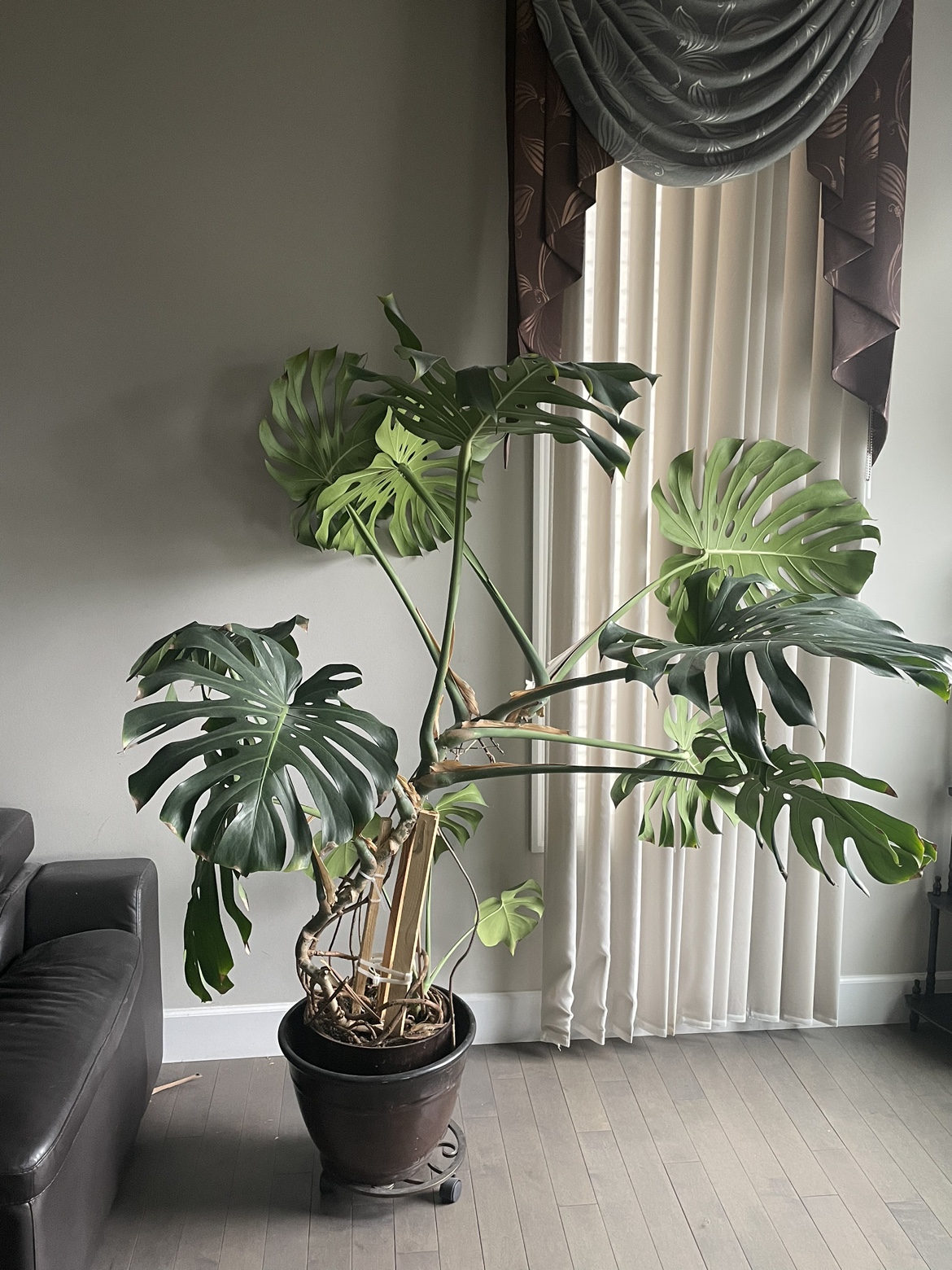Gaint tiger plant