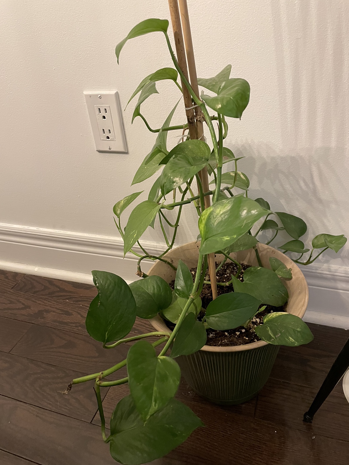 Indoor plant with planter image indicator(2)