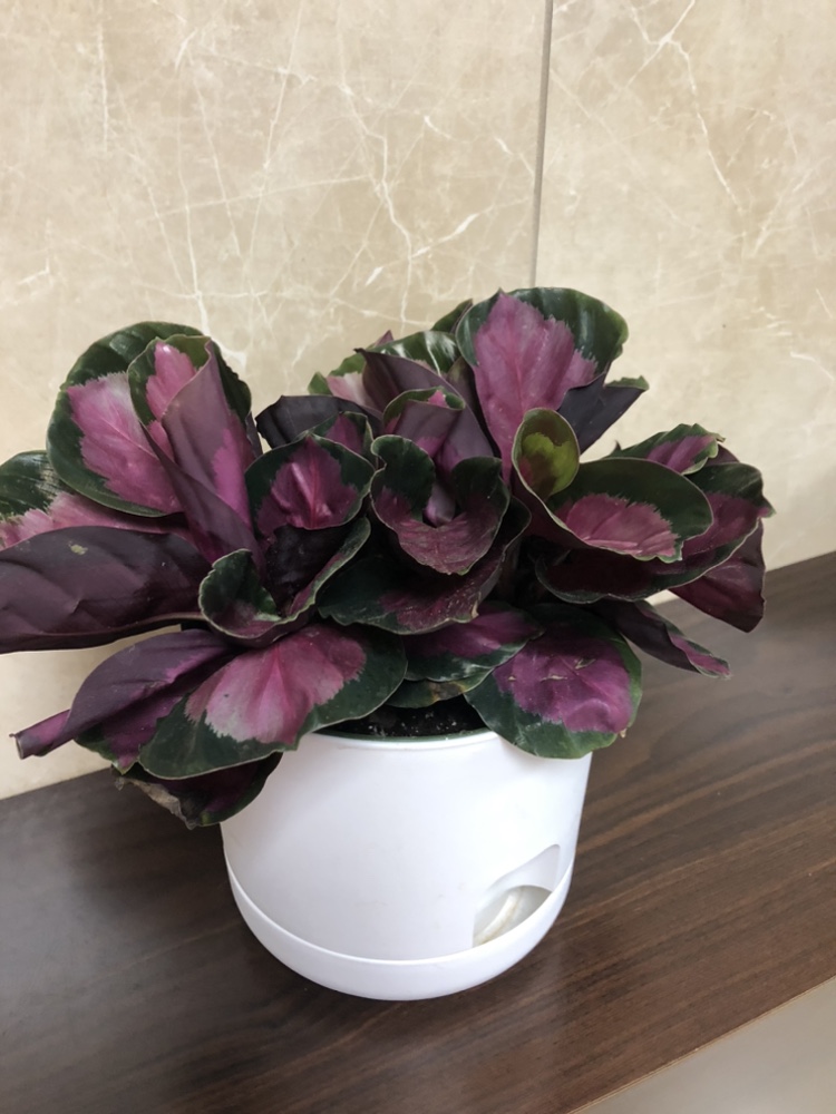 6” Calathea without self watering planter thumbnail