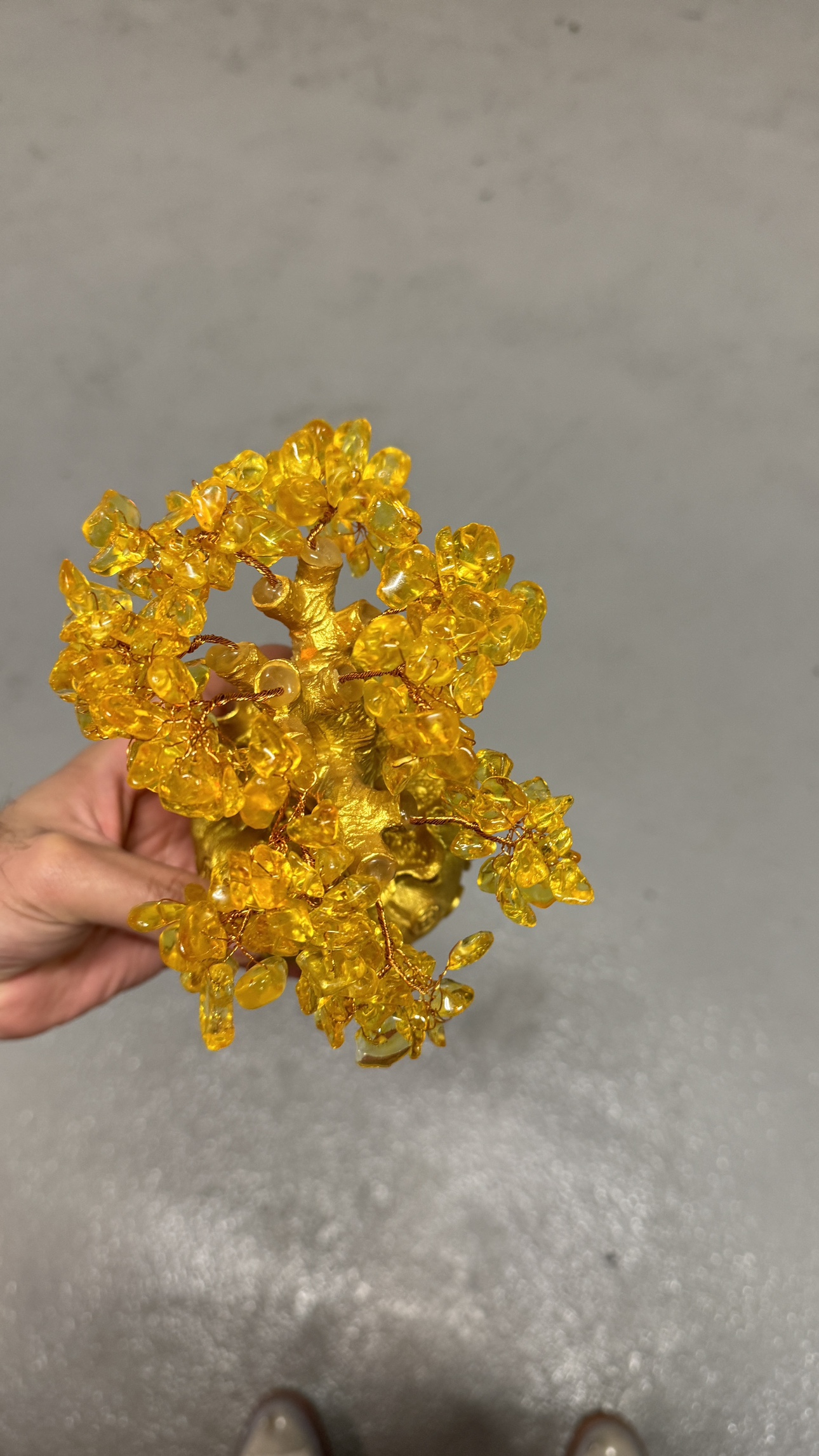 Money tree - photo 3