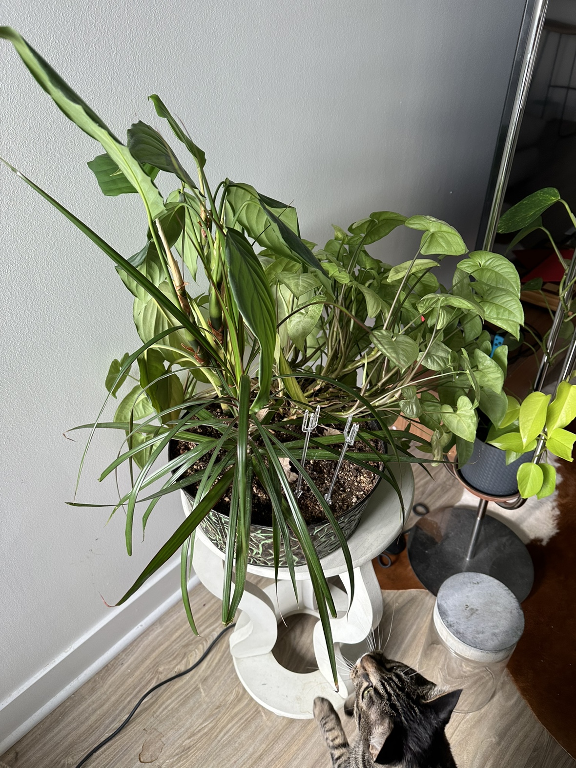Houseplant Bundle - photo 3