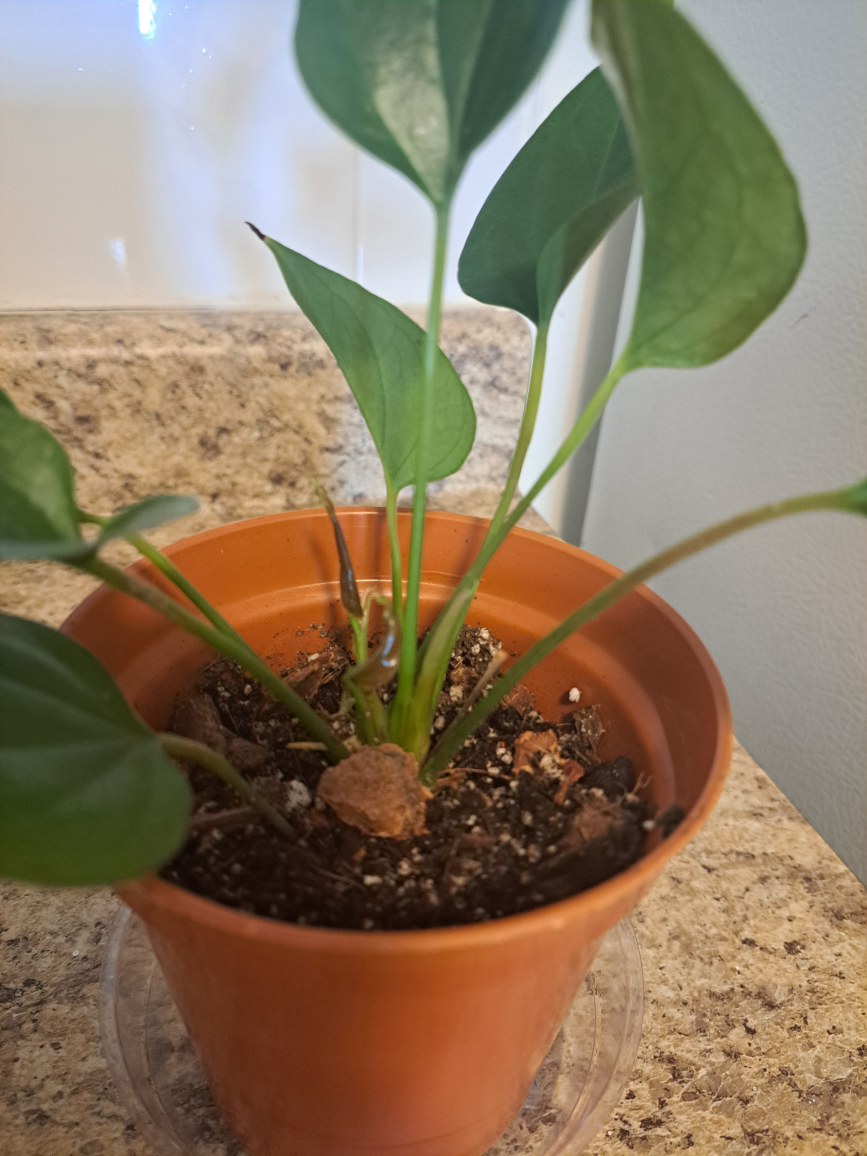 anthuriums image indicator(5)