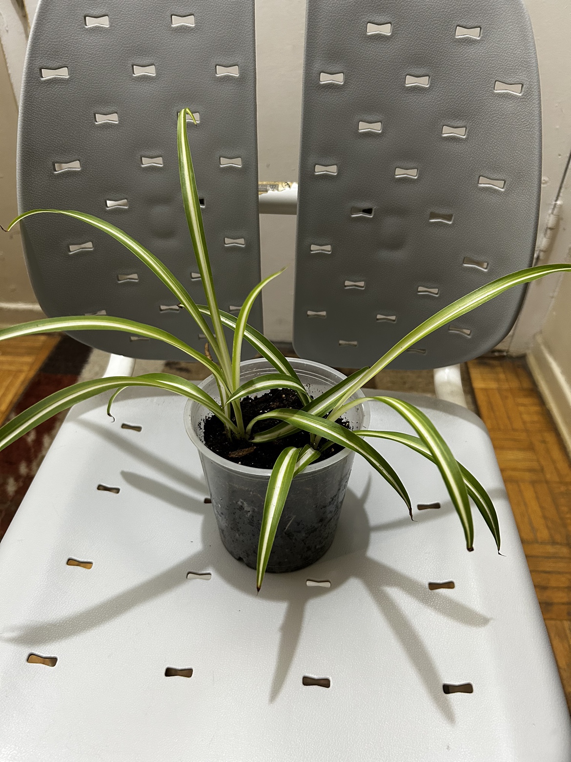 🧡Spider plant