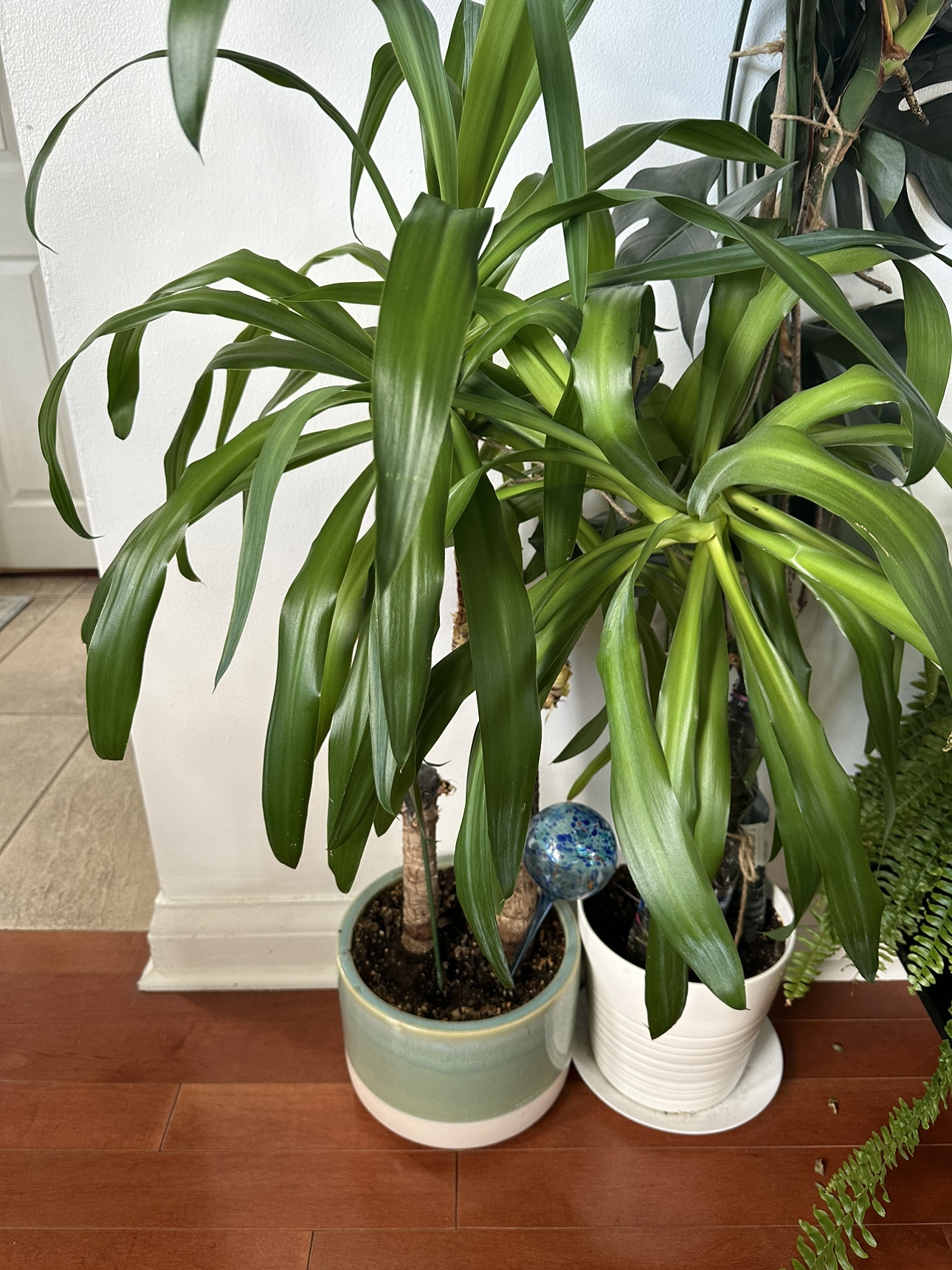 Beautiful Bamboo plant with pot