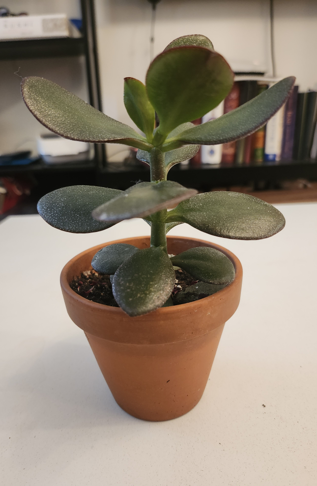 Live Jade Plant thumbnail