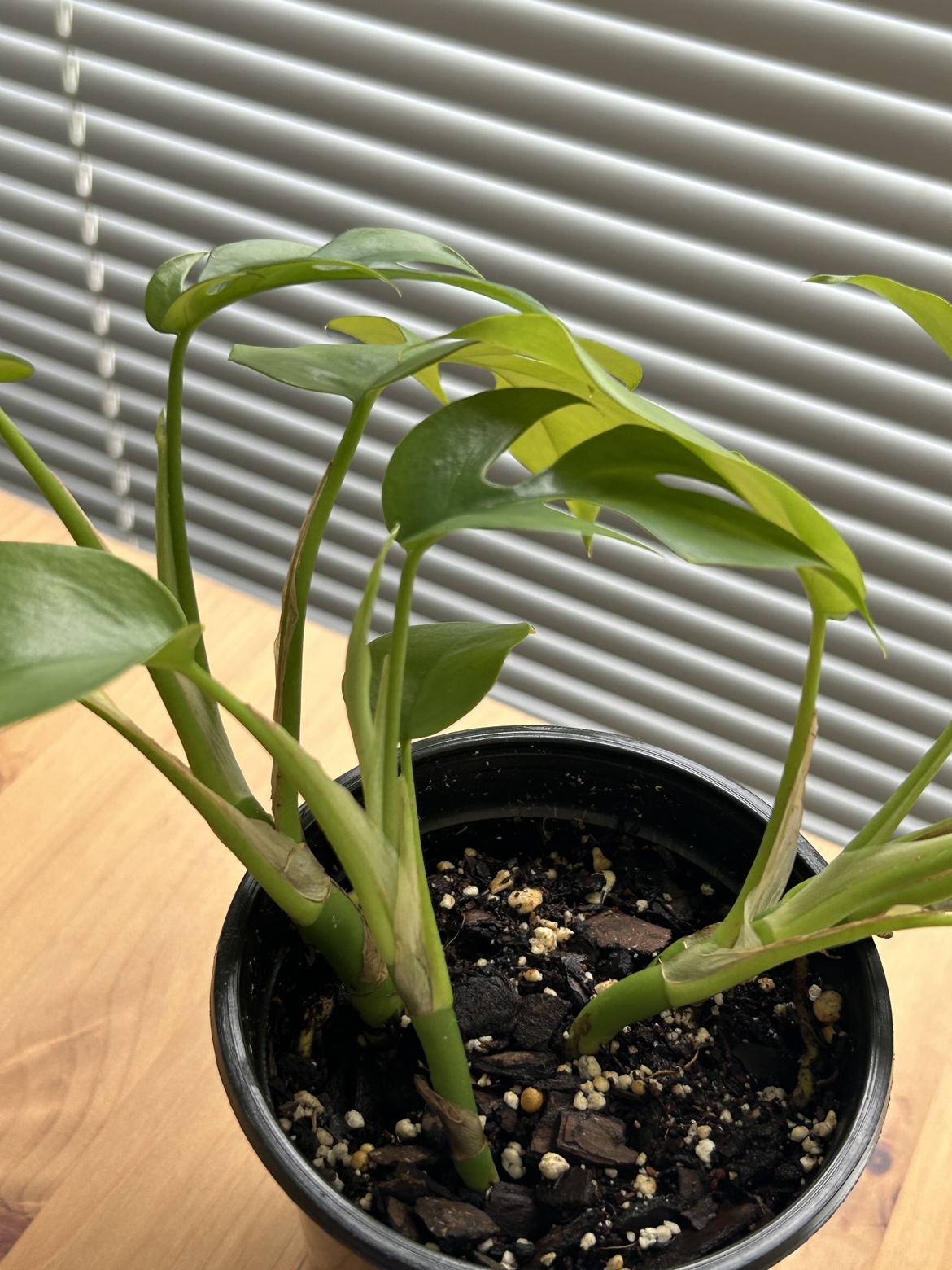 Rhaphidophora Tetrasperma (mini monstera) 2 - photo 4