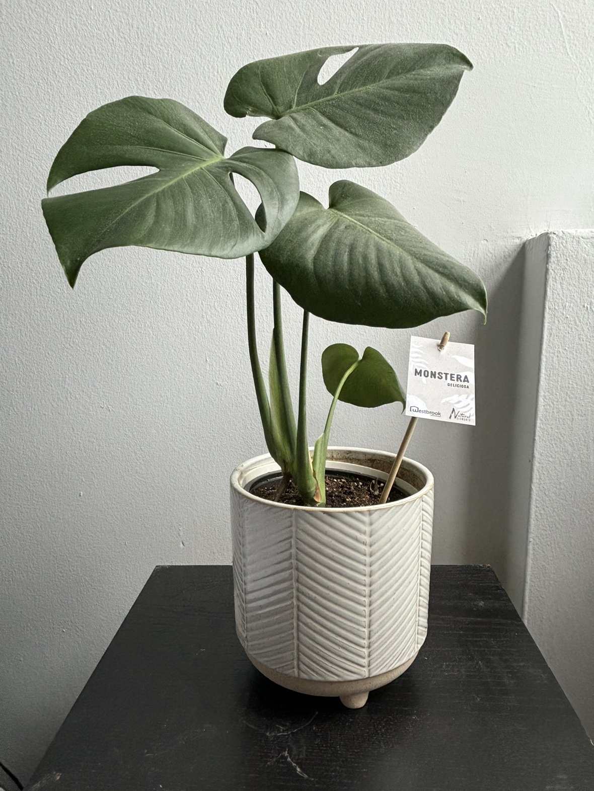 Monstera + ceramic pot