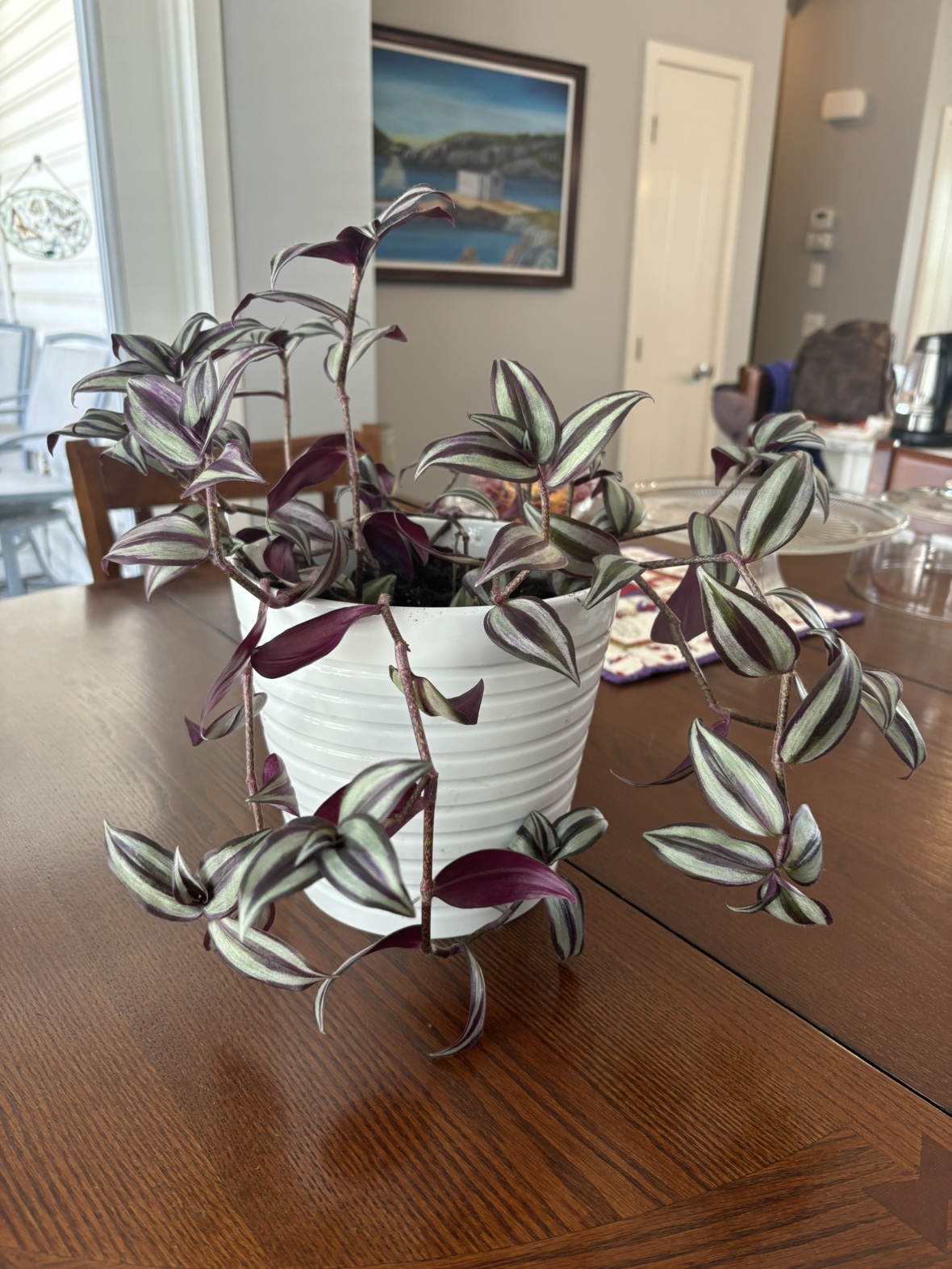 Wondering Jew plant - photo 2