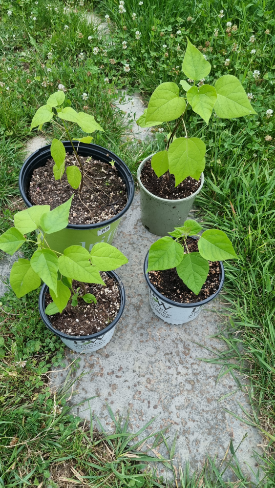 Northern Catalpa (Catalpa Speciosa) Tree Seedling