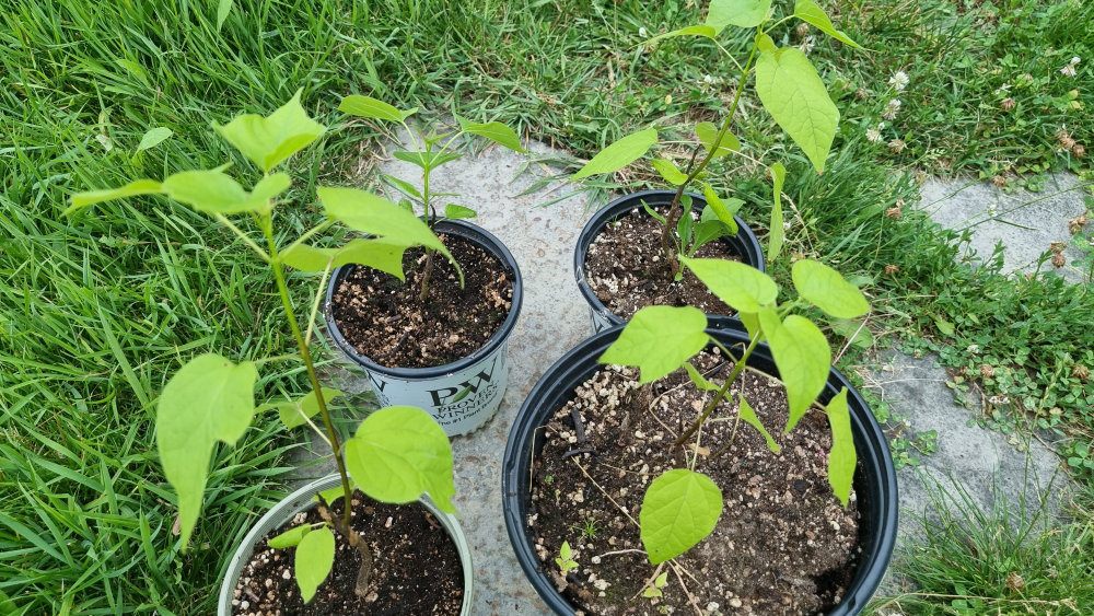 Northern Catalpa (Catalpa Speciosa) Tree Seedling - photo 2