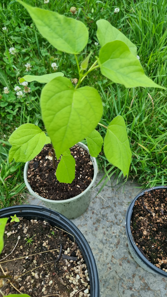 Northern Catalpa (Catalpa Speciosa) Tree Seedling - photo 3