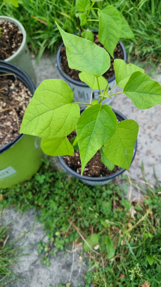 Northern Catalpa (Catalpa Speciosa) Tree Seedling - photo 4