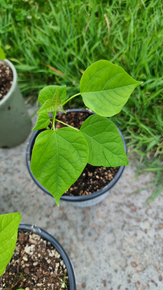 Southern Catalpa (Catalpa Bignonioides) Tree Seedling image indicator(6)