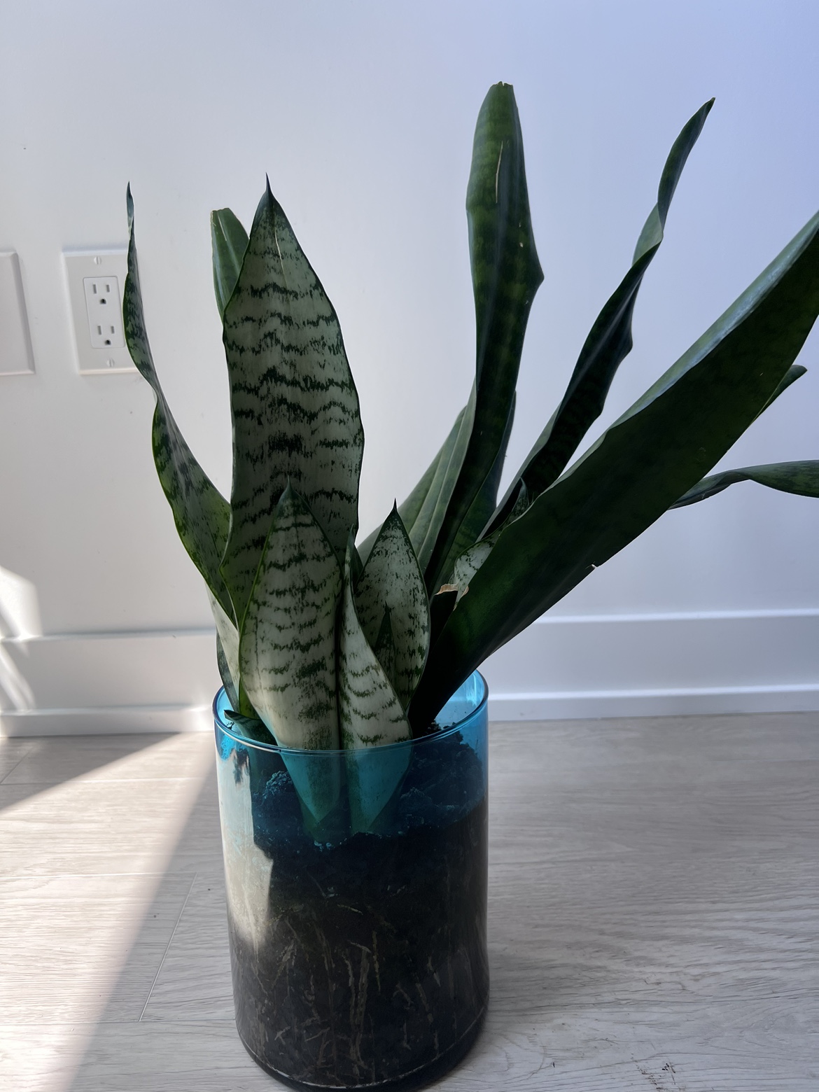 Snake plant - photo 2