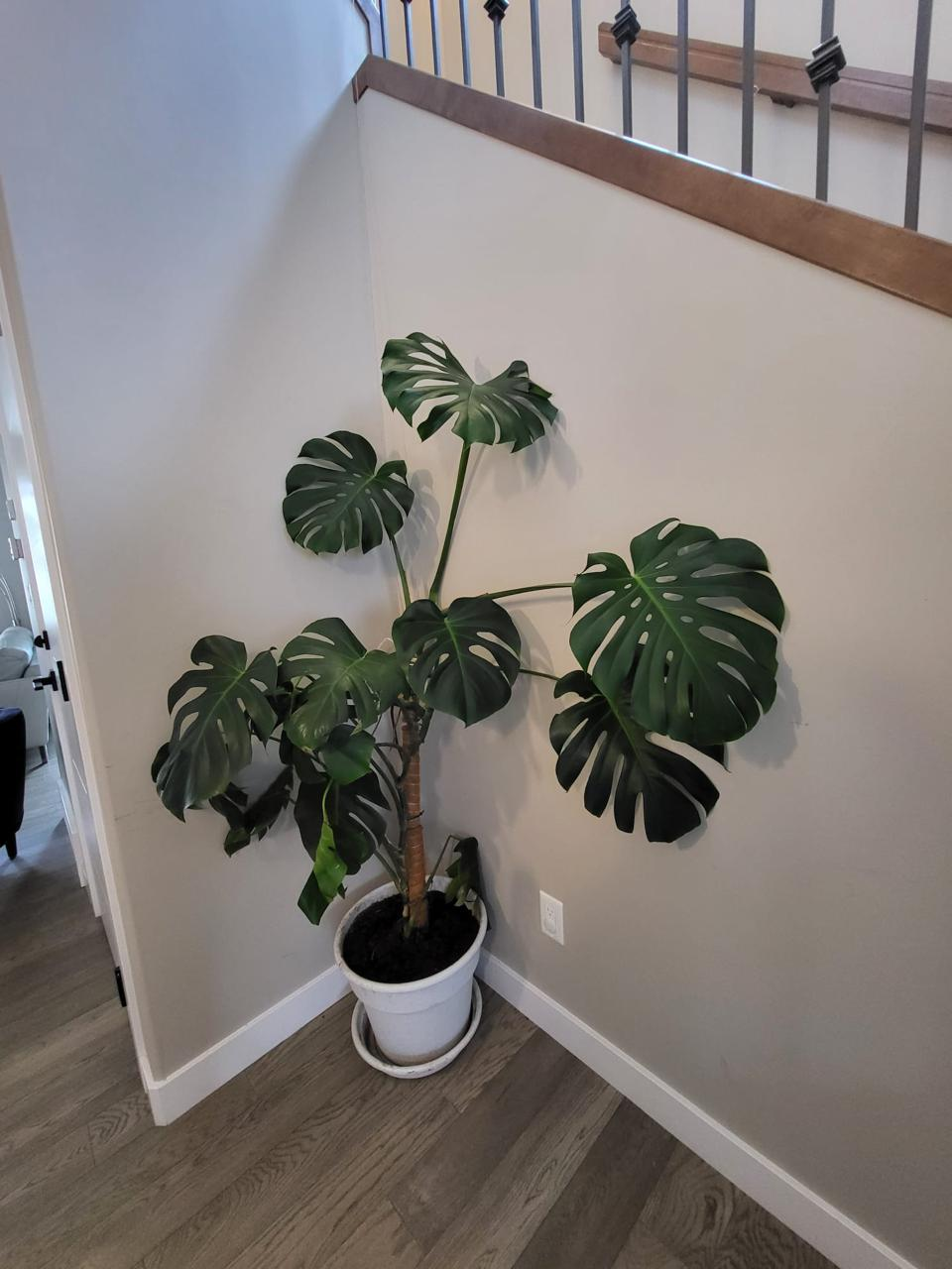 Live Monstera indoor house Plant with planter - photo 3