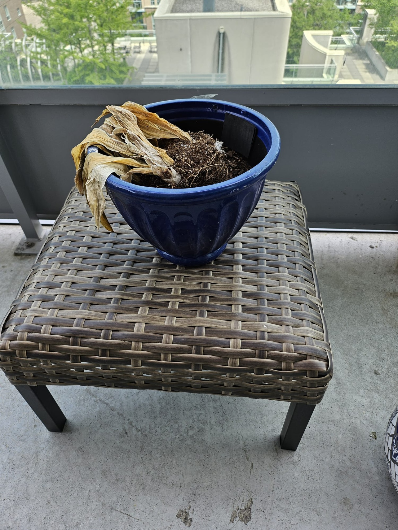 Plant pot